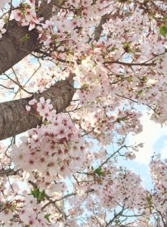 桜2017その二