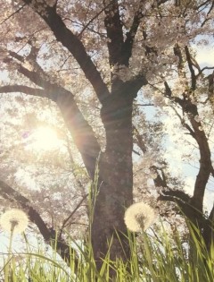 桜2017その四