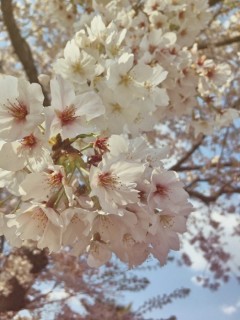 桜2017その三